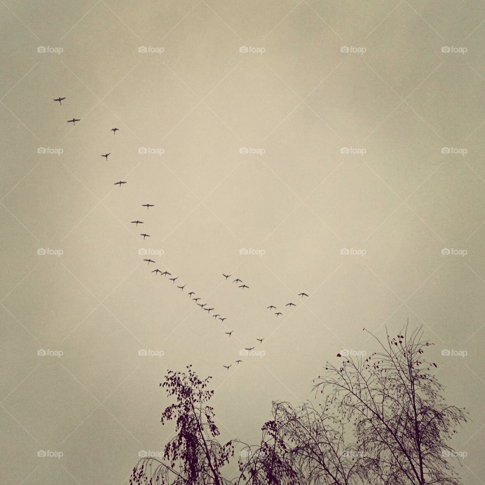 migratory birds on the flight to the south