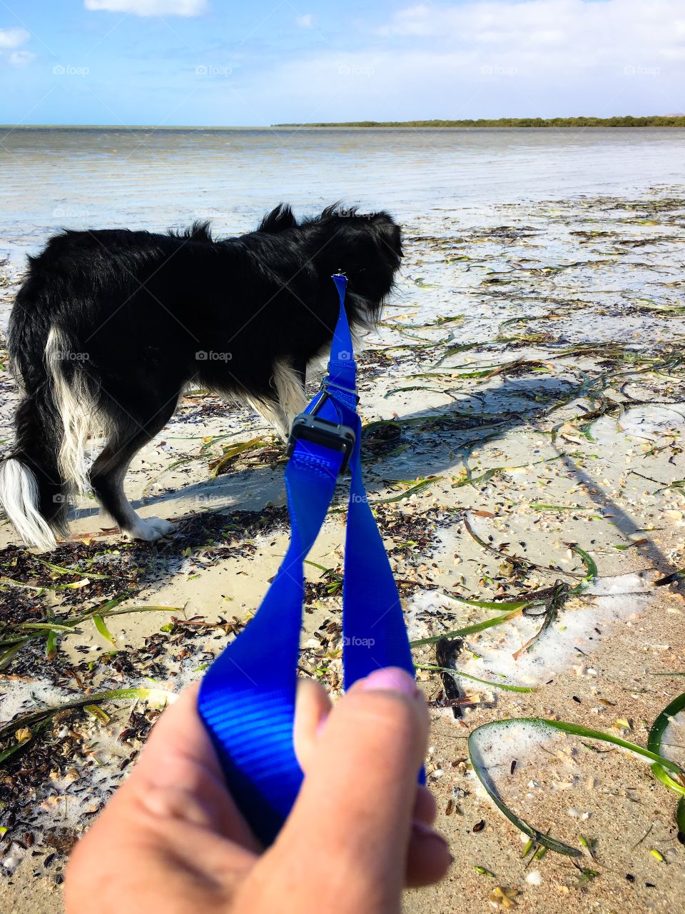 Walking the dog on the beach, border collie sheepdog on blue leaf at low tide 