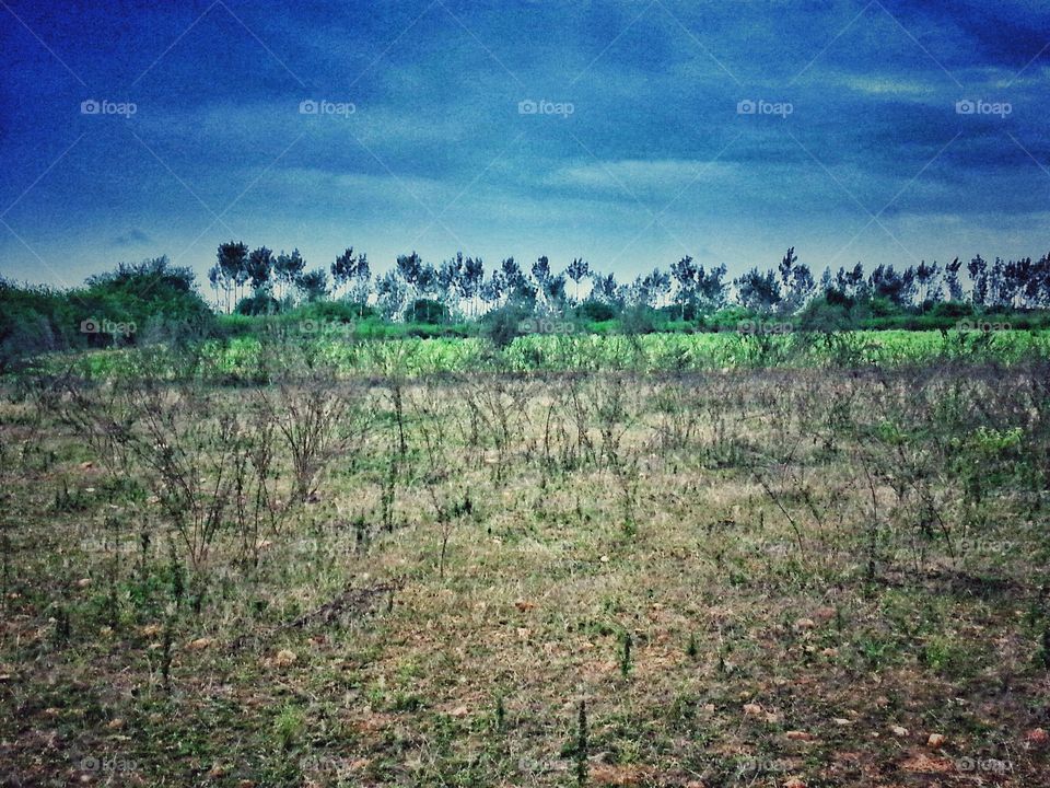 next forest field. next forest