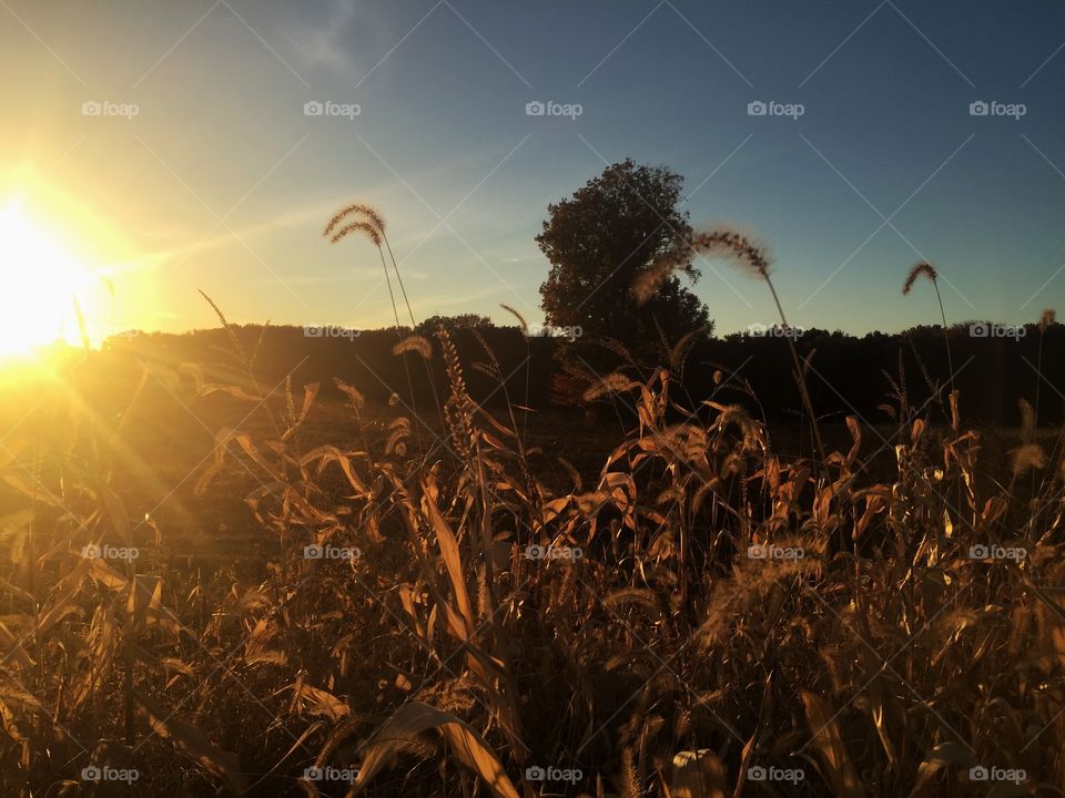 Golden abundance