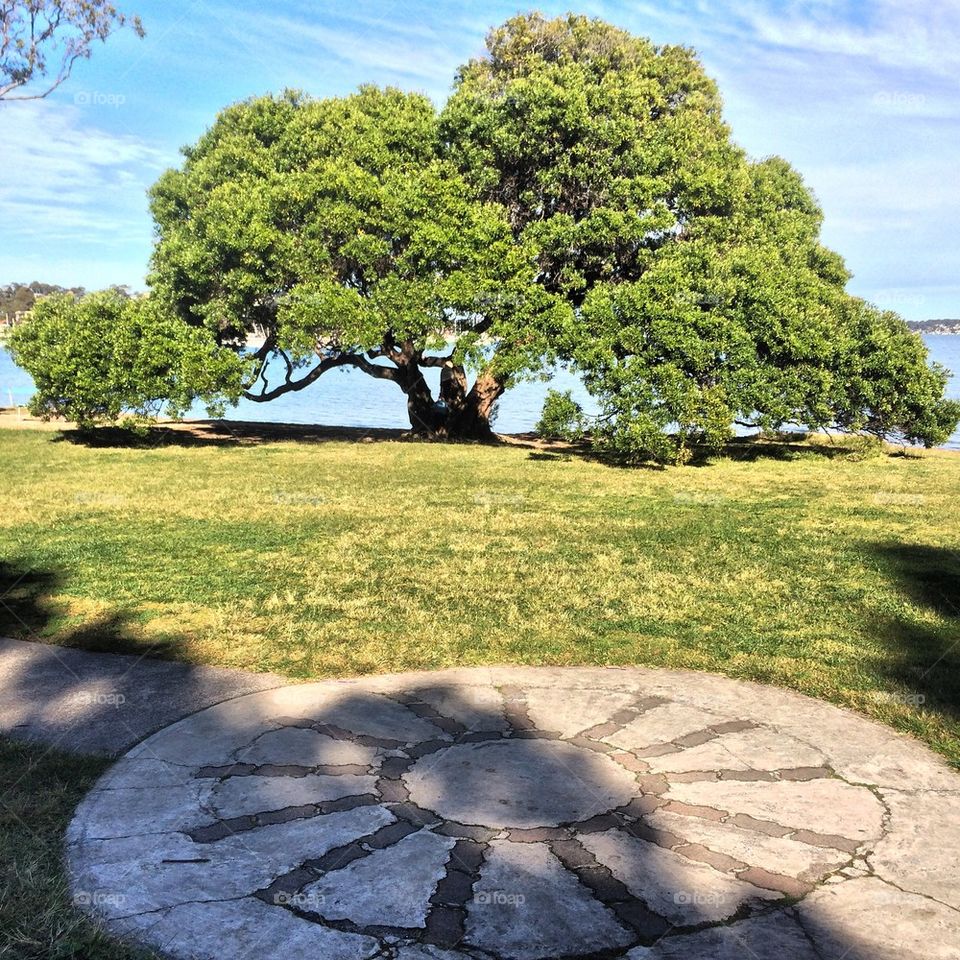 Old tree and sun