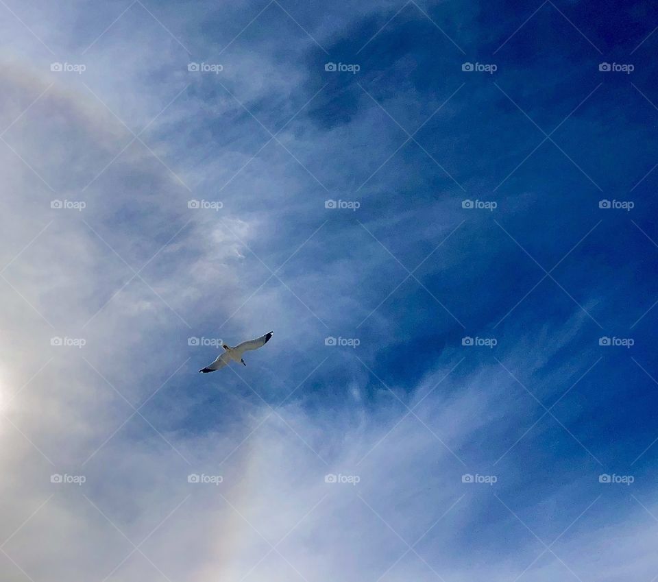 Beautiful low angle view of seagull in flight against sun halo and deep blue winter sky 