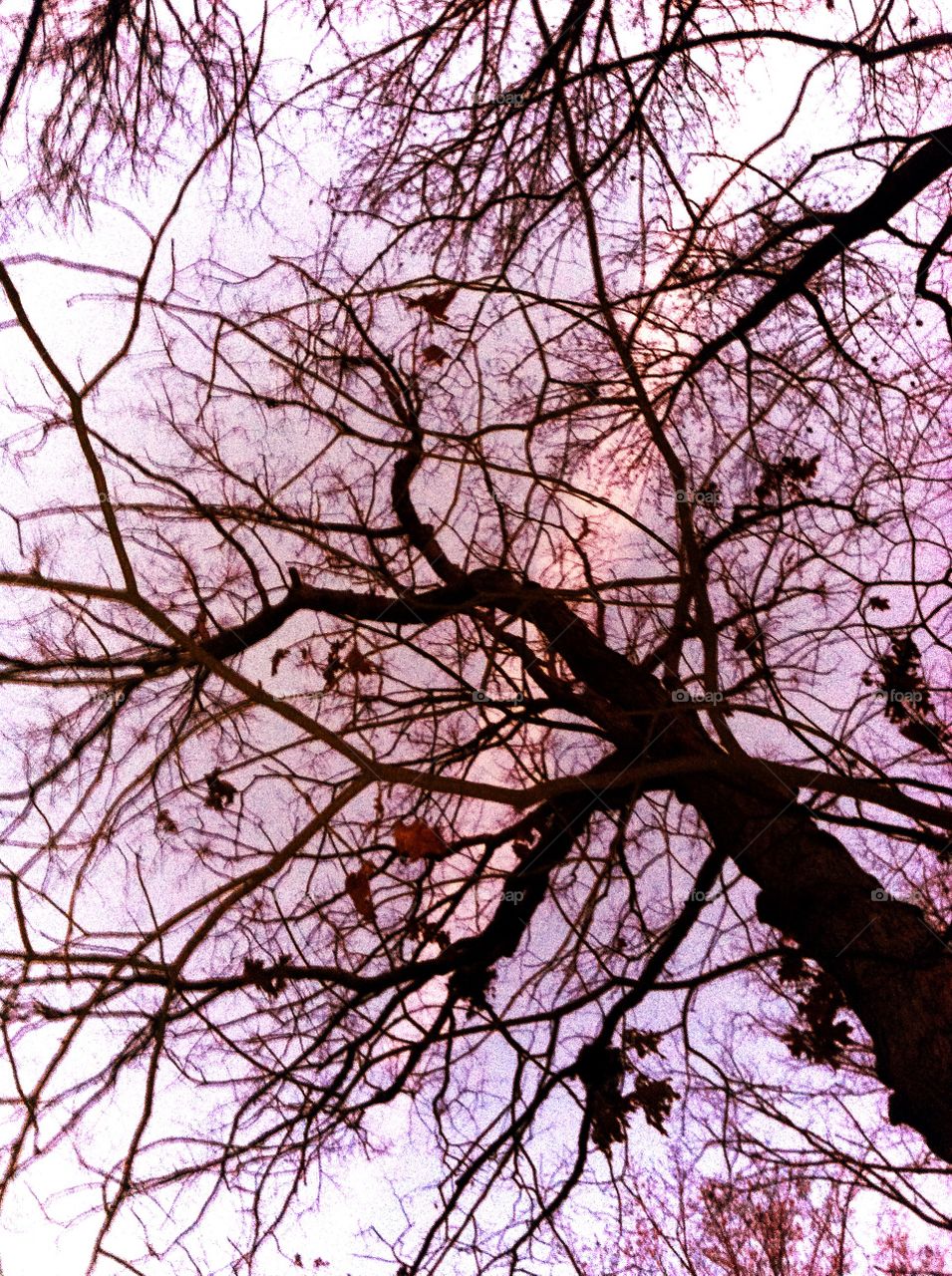 Treetop at dusk