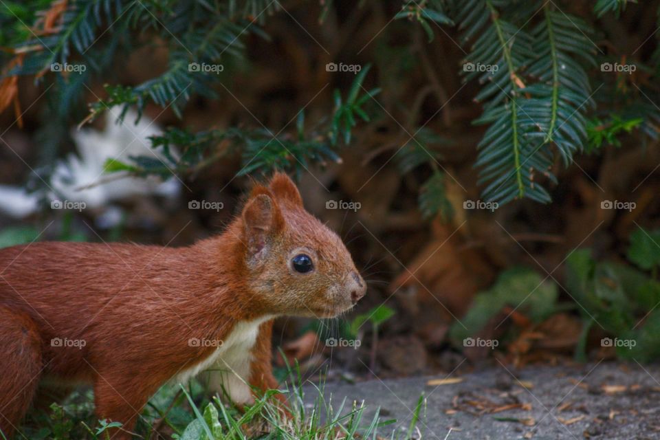 Sneaky little squirrel on the lookout for nuts to bury for the winter to come.