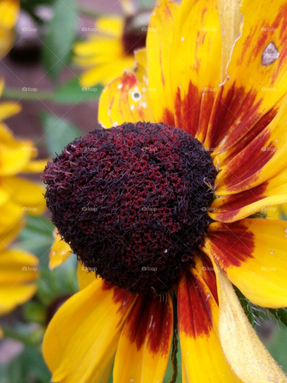 beautiful close up of a black eyed Susan