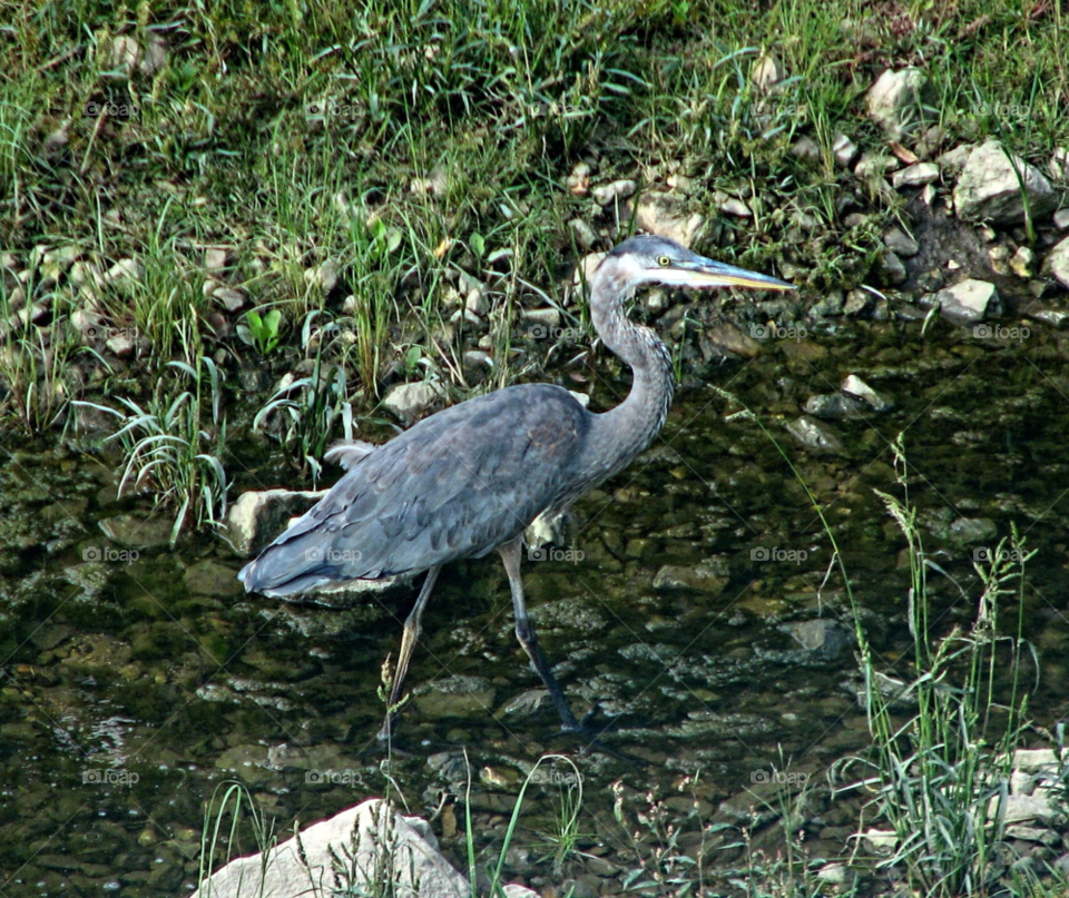 water animal bird heron by landon