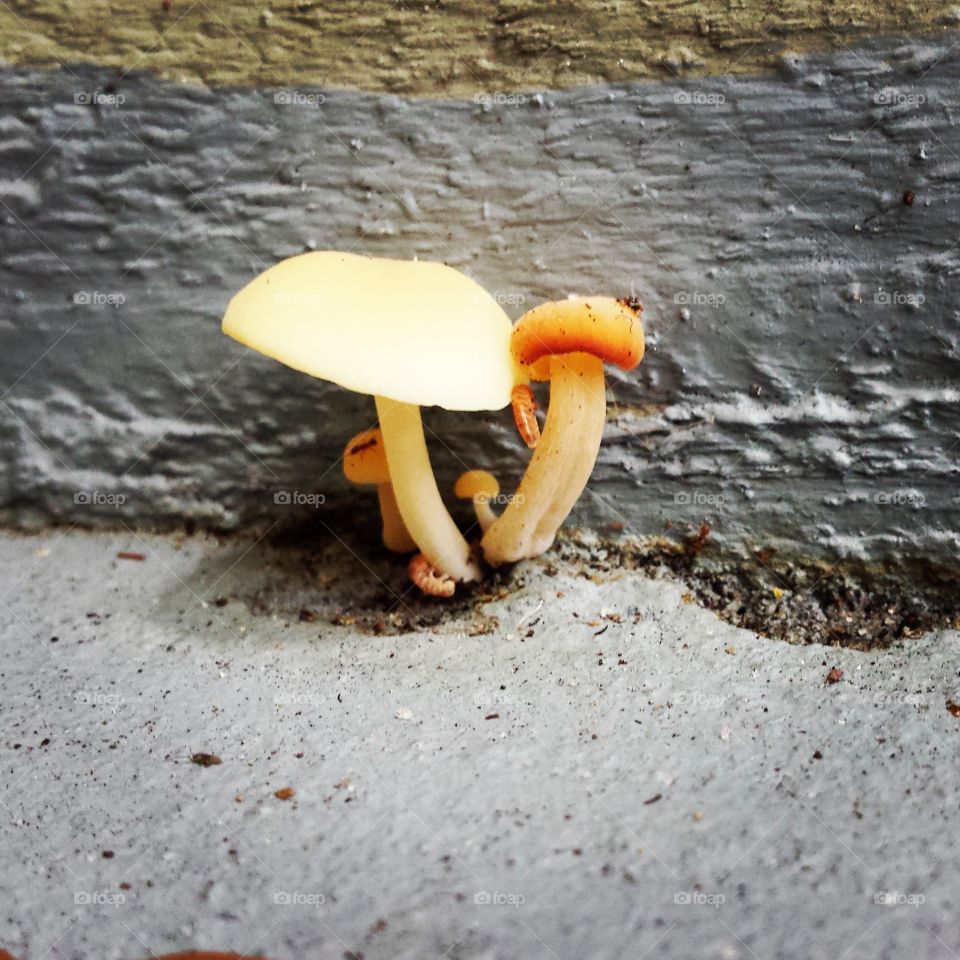 Glowing Mushrooms. growing inexplicably out of concrete