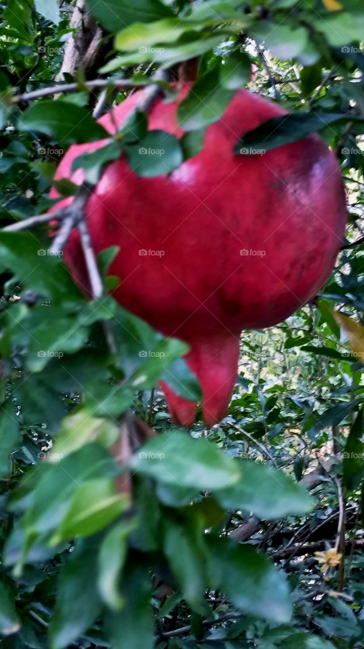 Fruits of pomegranate