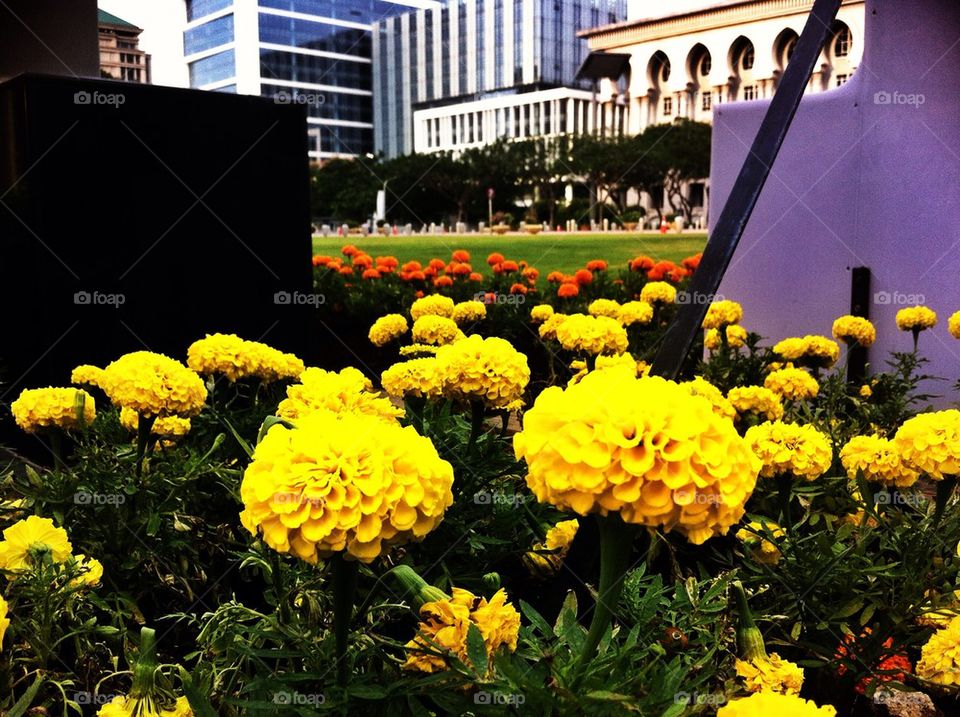 Yellow marigold flowers