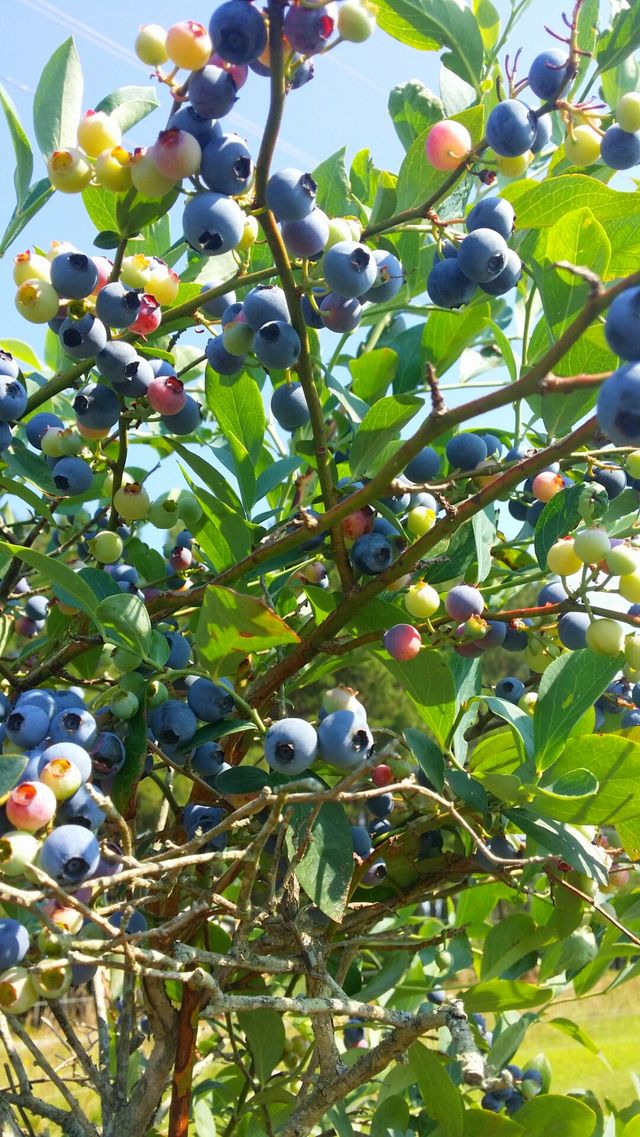 Blueberry bushes
