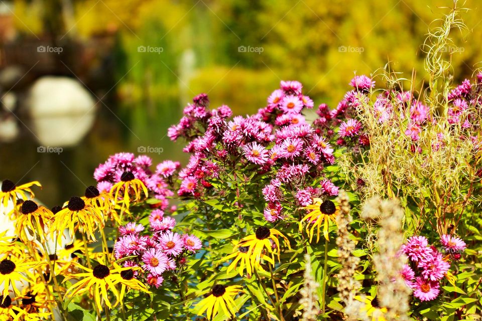 Flowers in front of tranquil pond Aspen Colorado