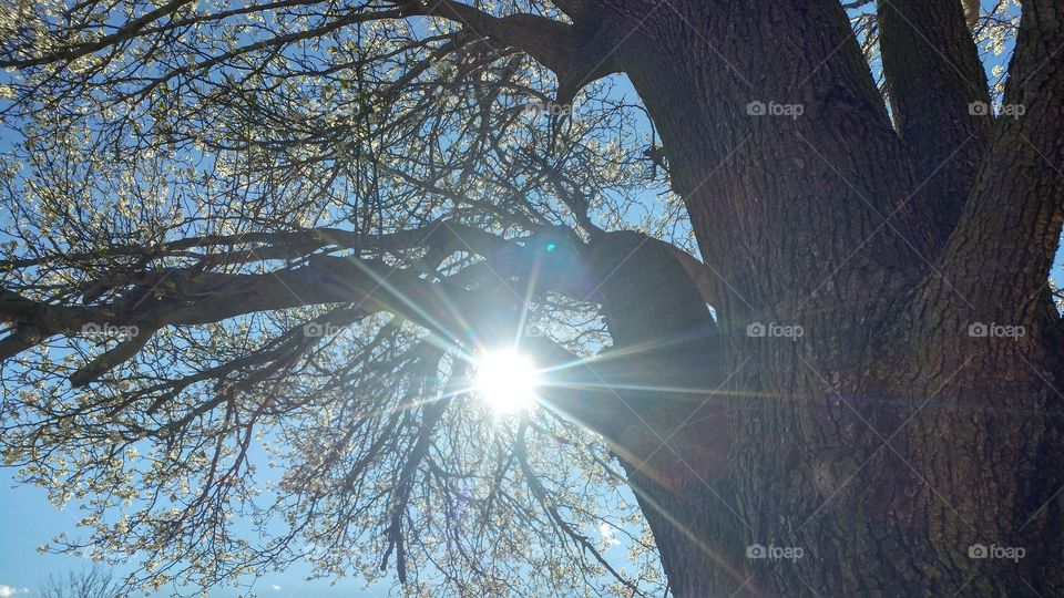 The evening sun shines through a blooming gingko tree on one of the last official days of winter