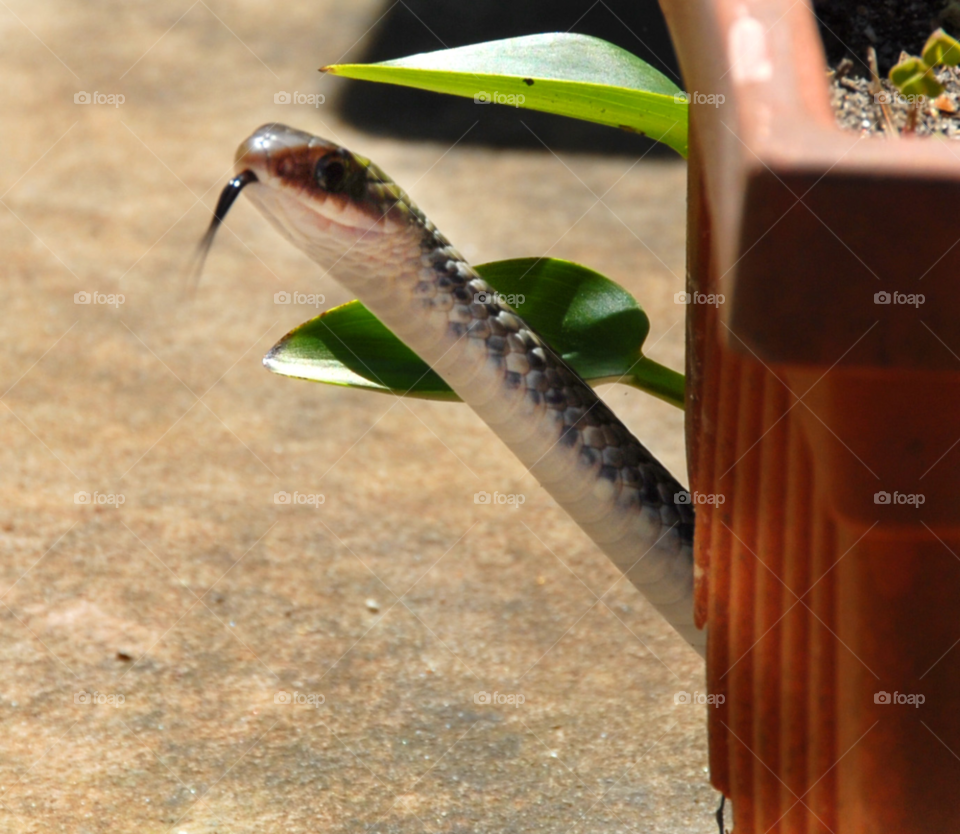 funny cute tongue snake by lightanddrawing