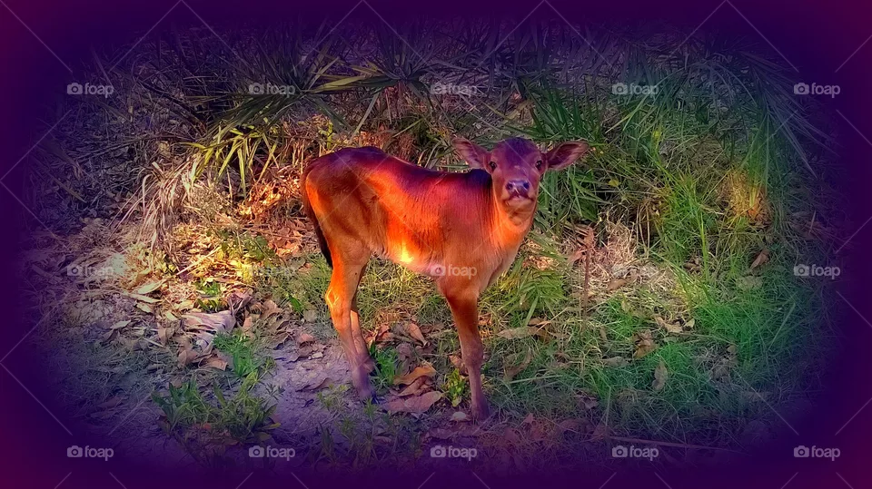 cow