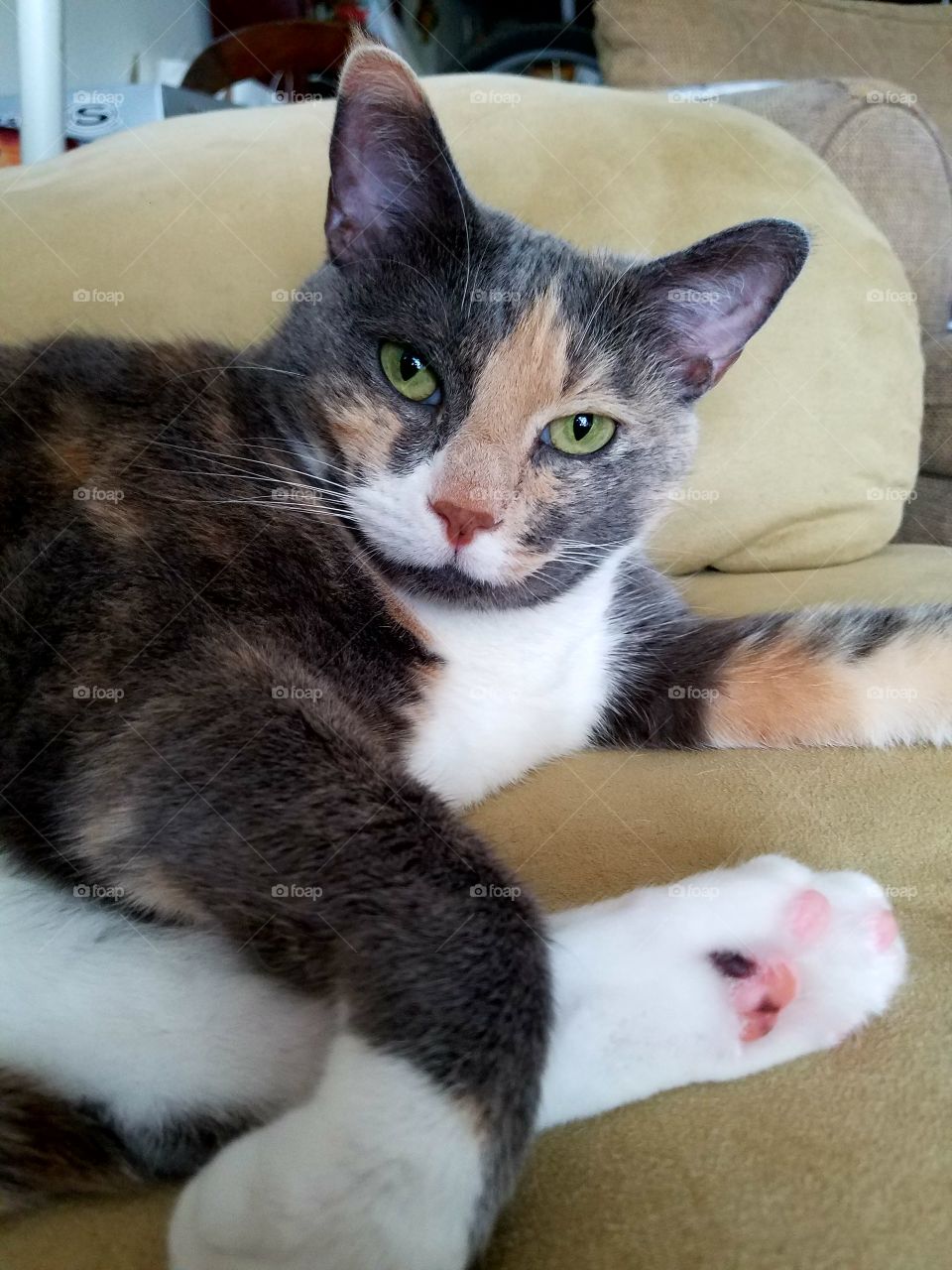 Kitty Cat: Hepburn