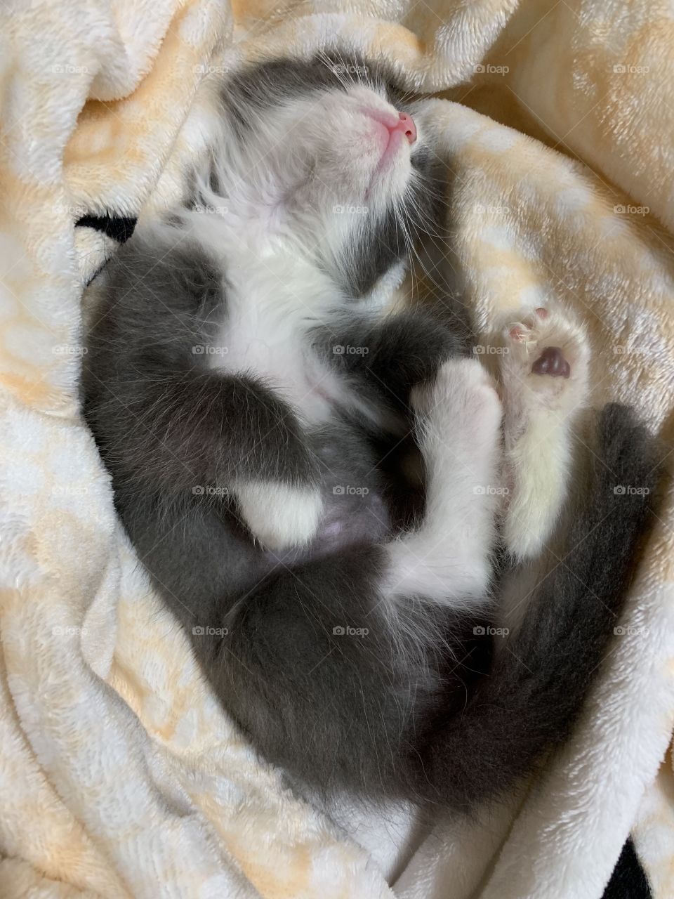 I’m a little cute sleeping cat. 