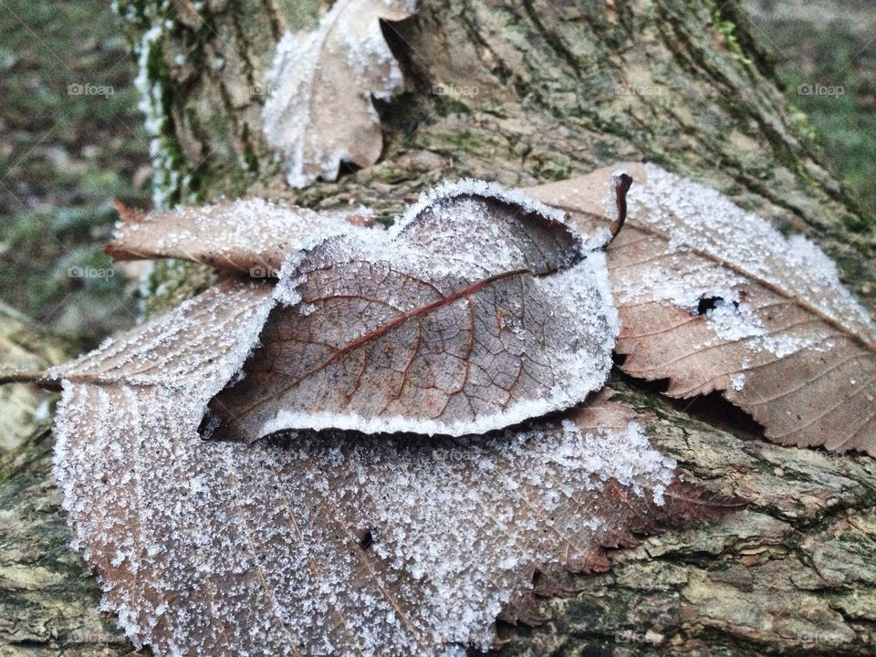 Frozen leafs... Chilly morning... 