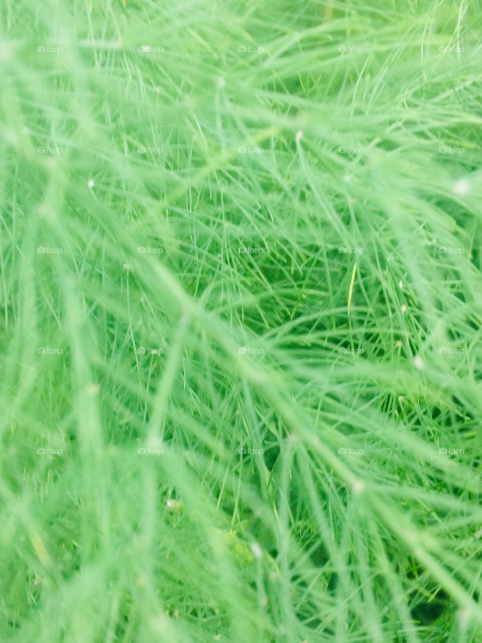 Green coloured stories 