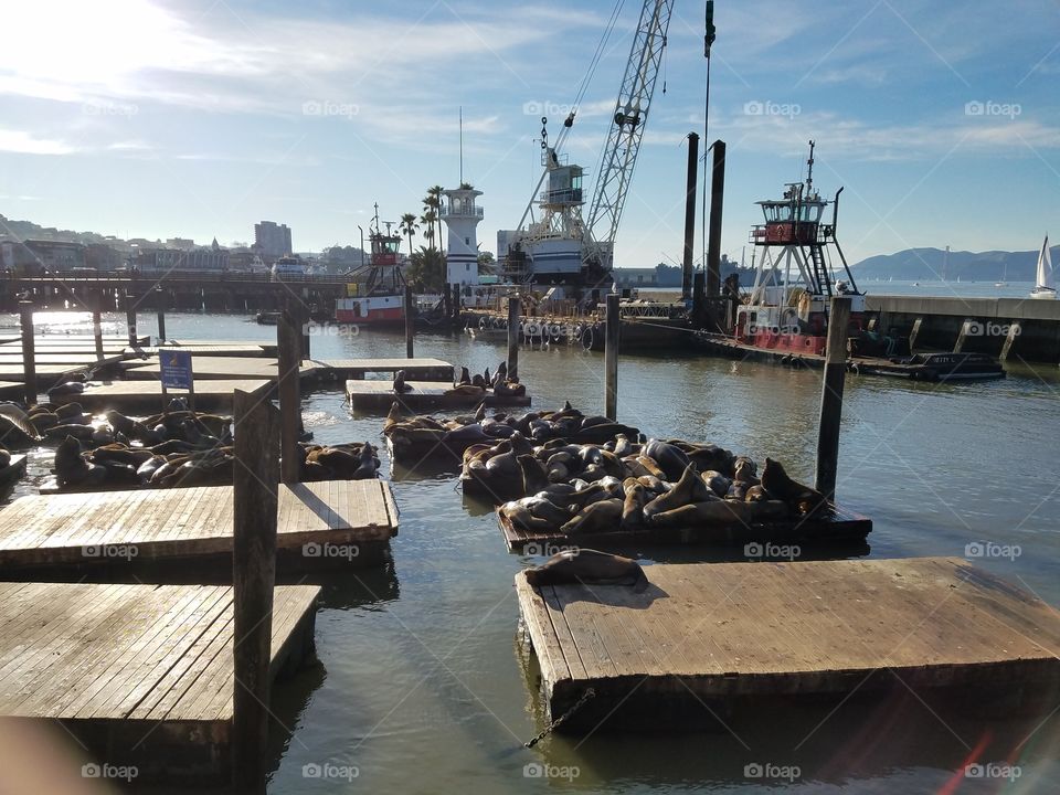 Sea Lions