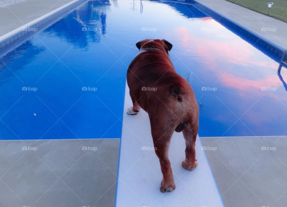 Bully On Diving Board