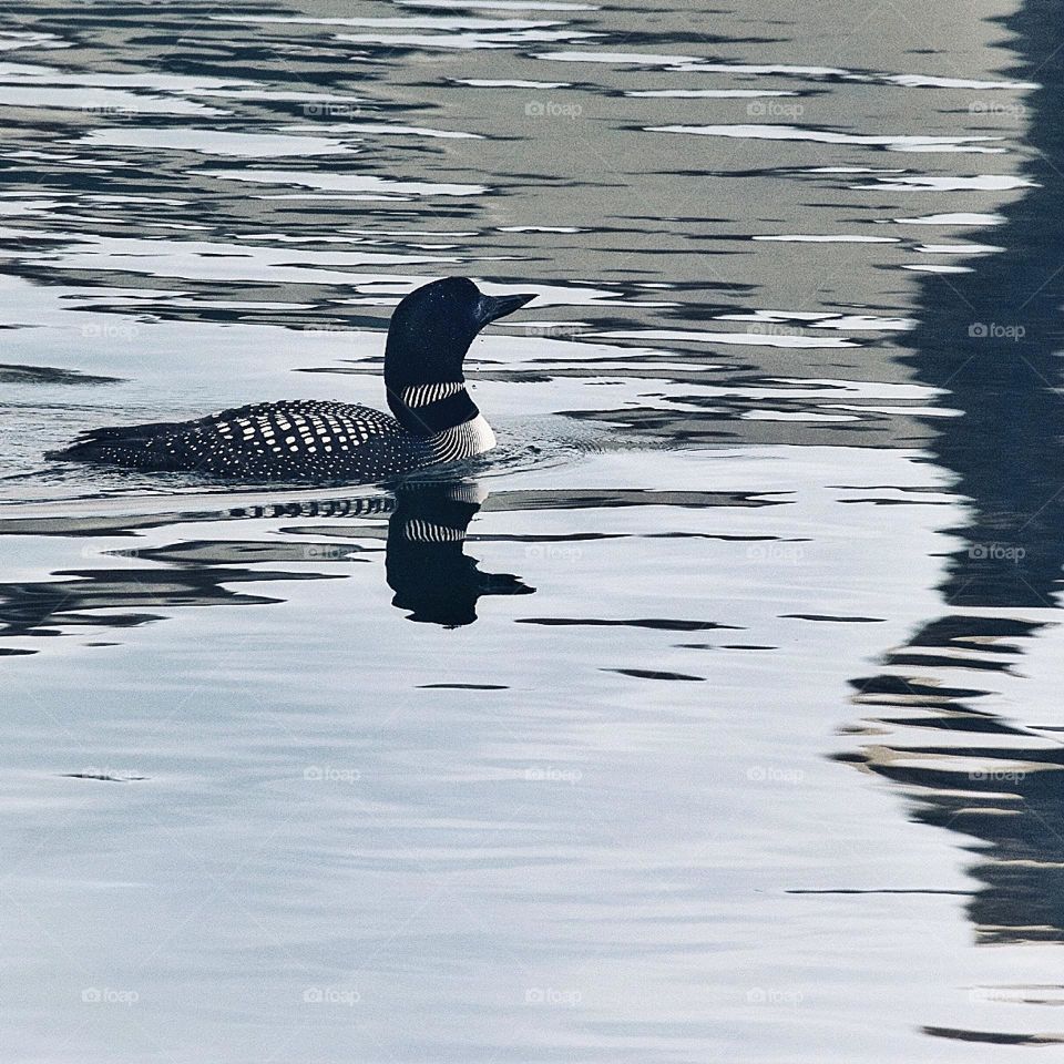 Common Loon