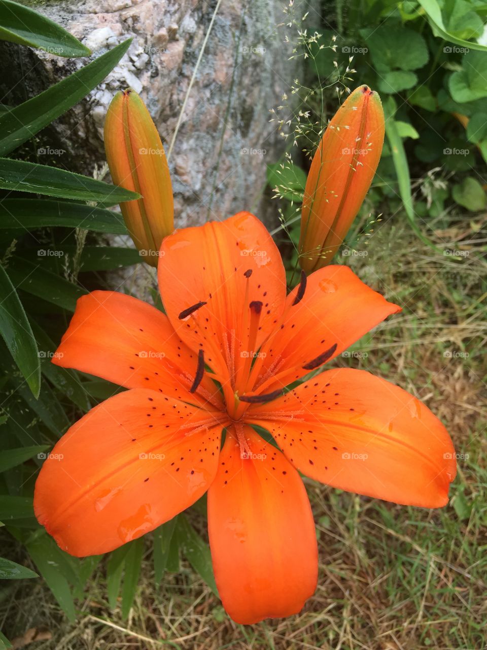 Day lilies 