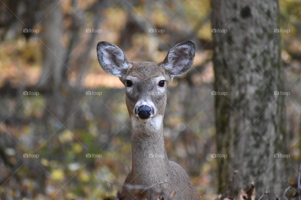 A deer peeks from the forest