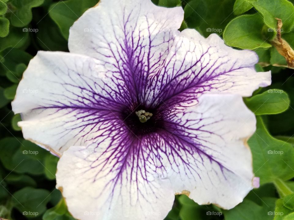 Close-up of fresh petunia flower