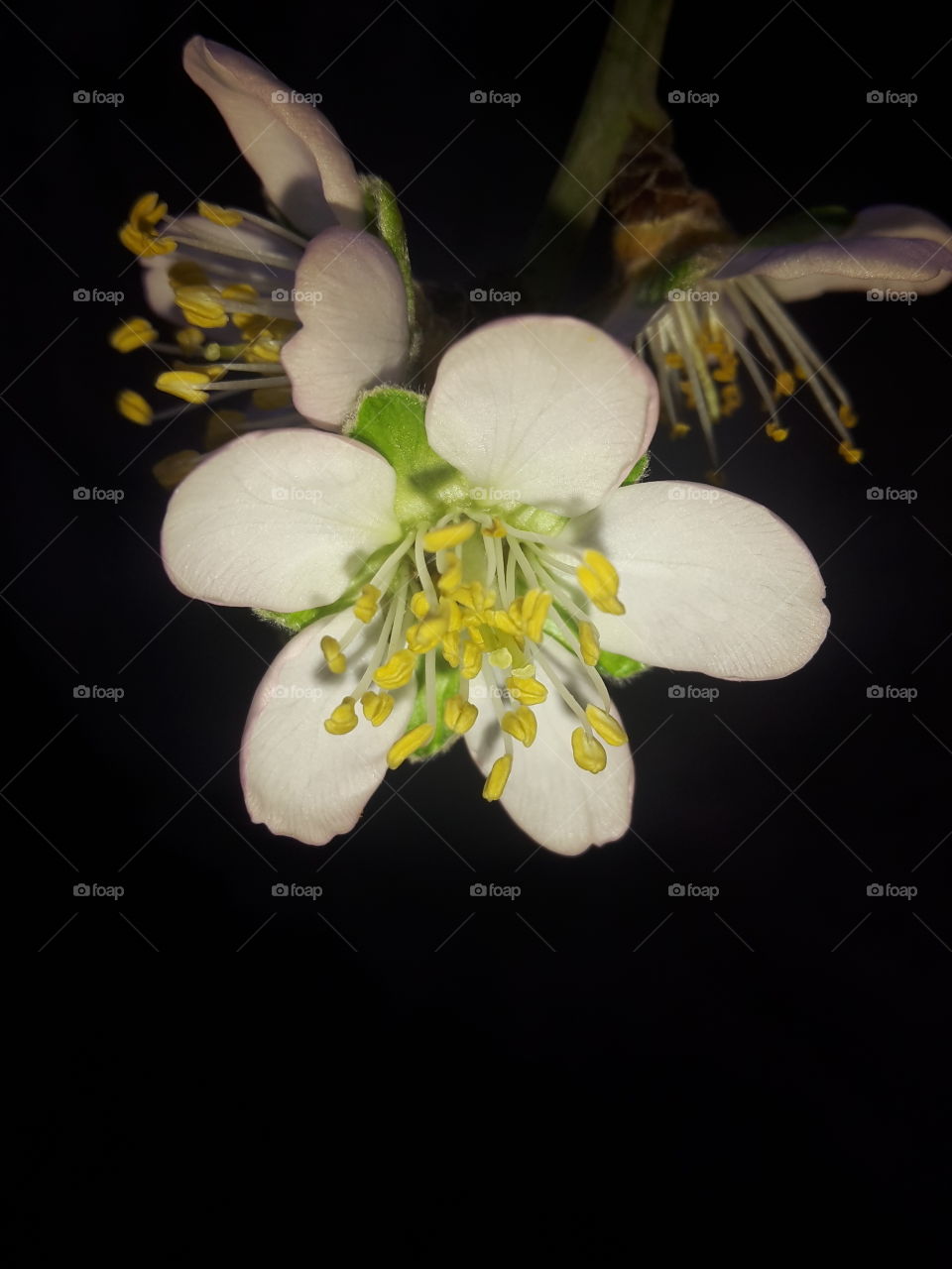 زهرة . زهرة اللوز 
Flower . Almond flower