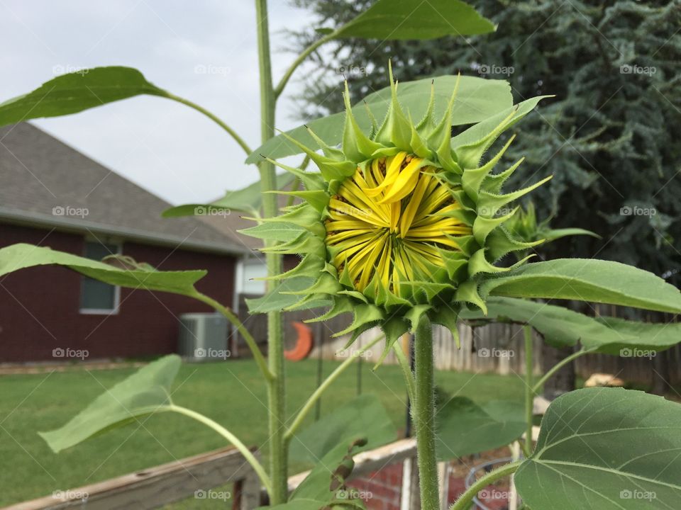 Sunflower starting to bloom 