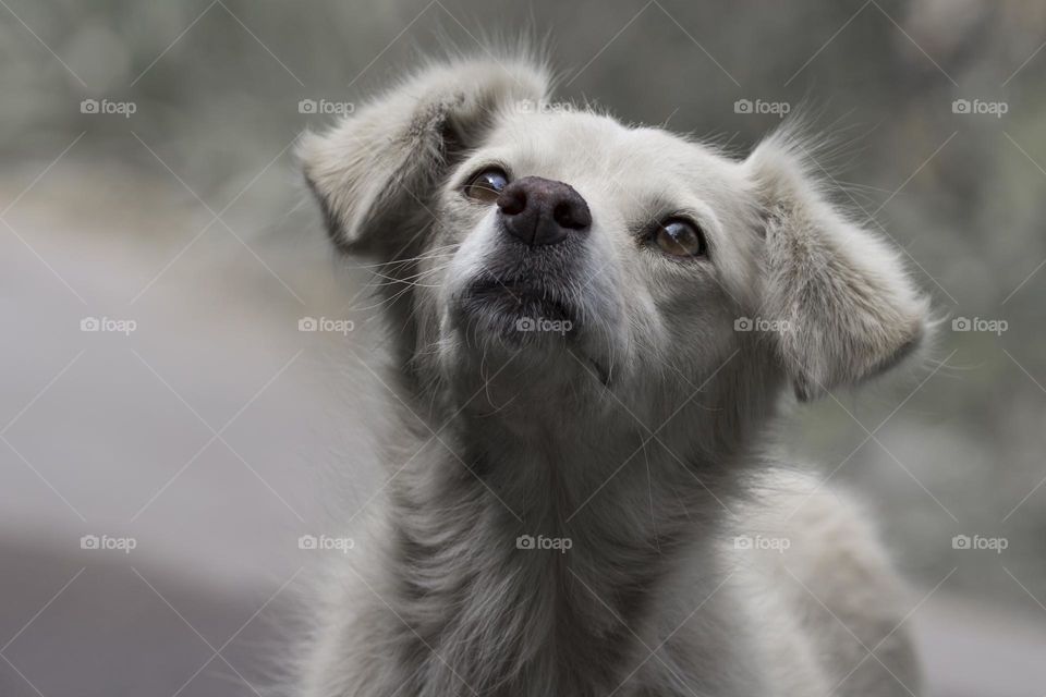 Homeless dog close up portrait