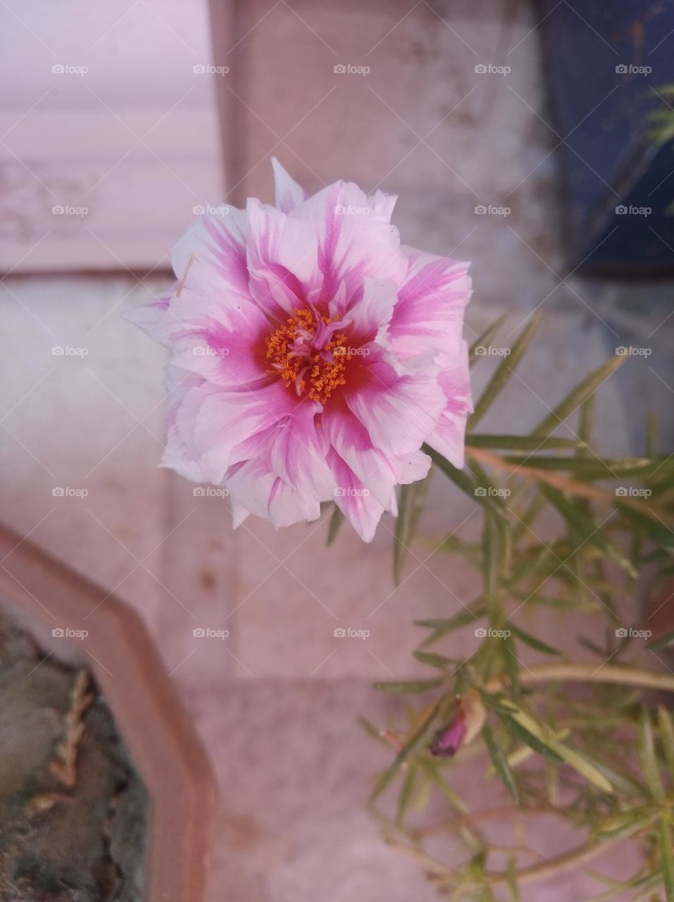 pink flower seasonal fresh looks very beautiful generally found everywhere slightly white