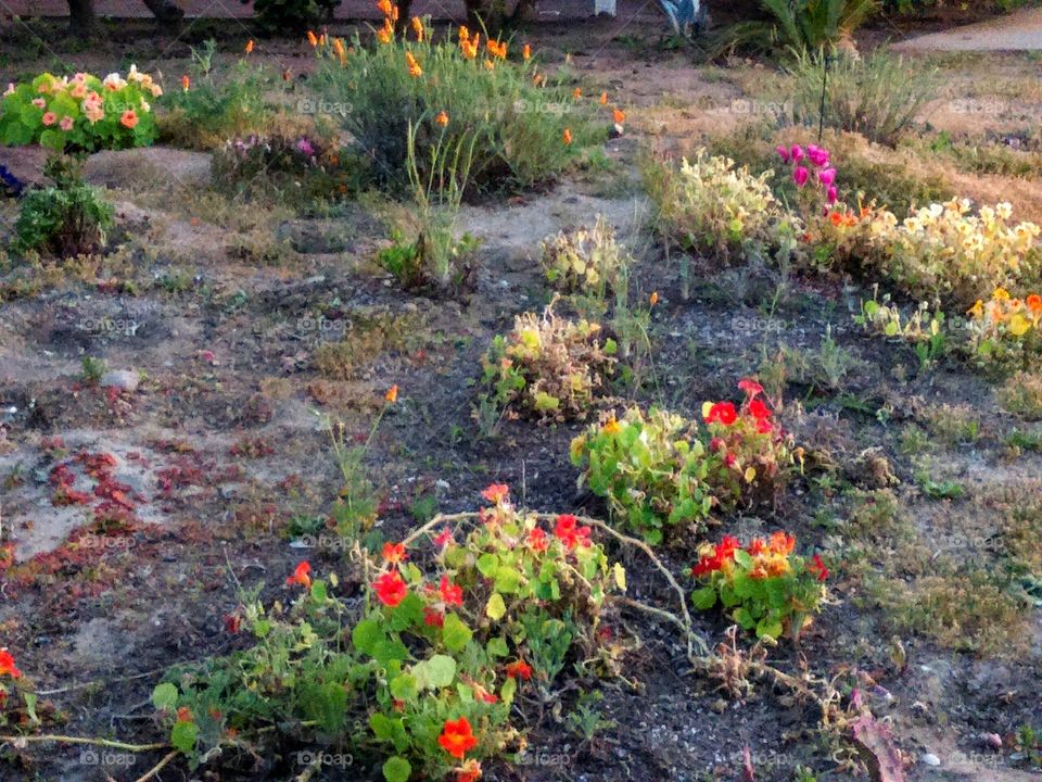 Beach Bungalow Garden part II -
Featuring Nasturtiums & California Golden Poppies