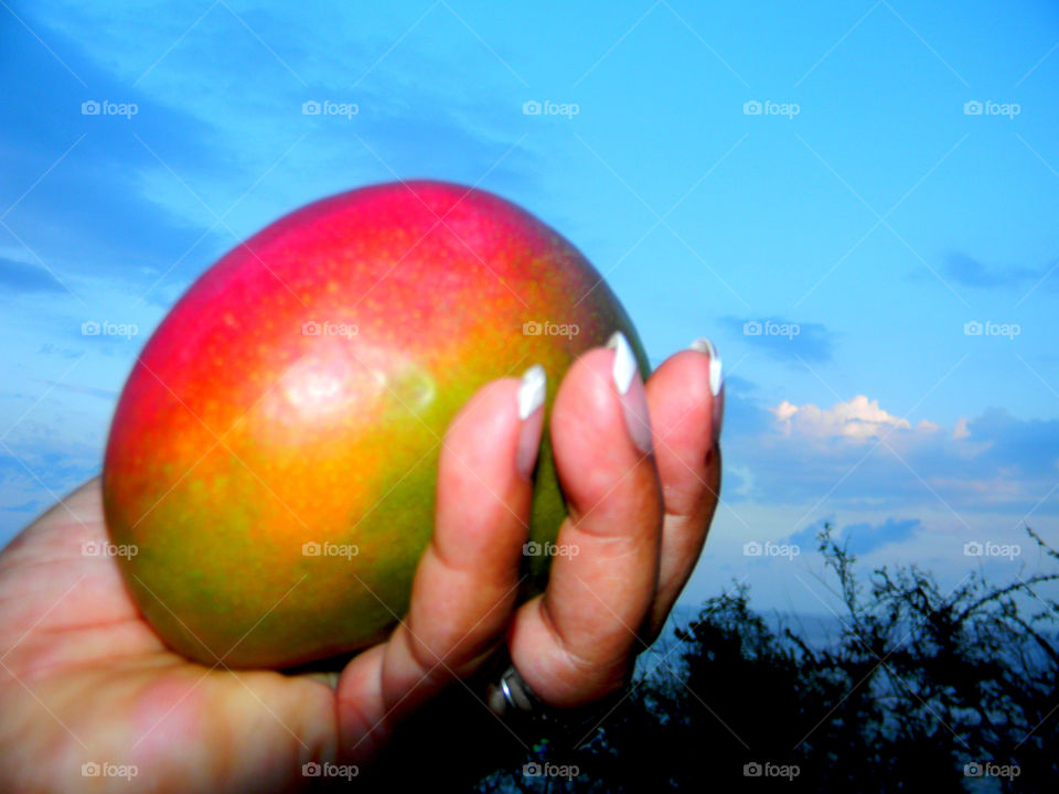 Fresh!! just cut from the tree , mango