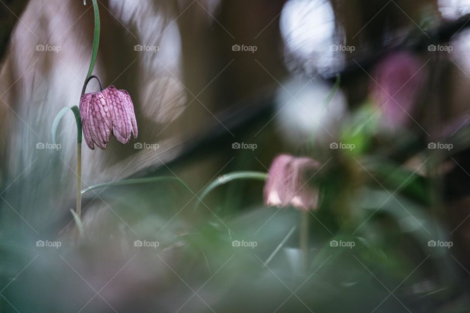 Beautiful wild tulip (fritillaria meleagris) photographed in the wild, on a beautiful spring day.