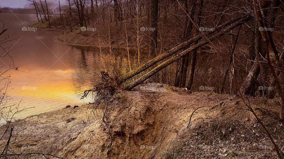 Uprooted trees from soil