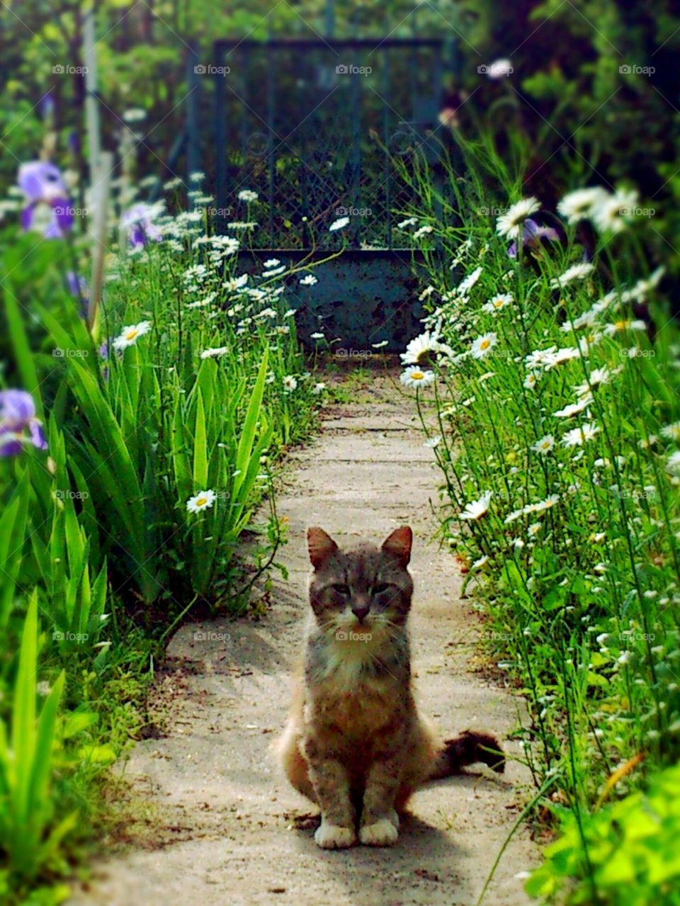 Kitty in the garden