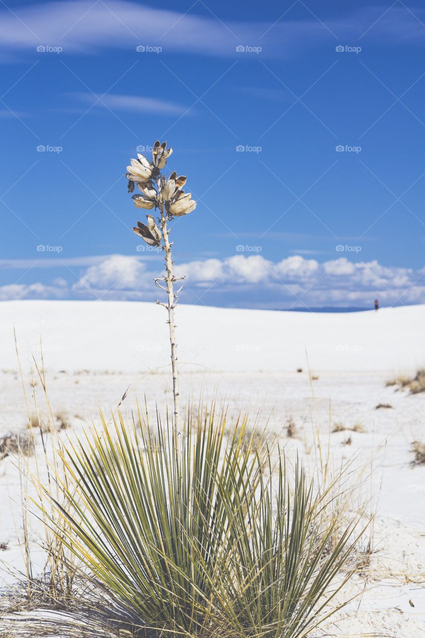 Yucca white sands 