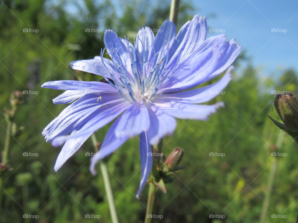 Chicory is a wild-growing flower with thin leaves, small blue flowers and a thick rhizome.  It is from dried ground root prepare a delicious and healthy drink.
