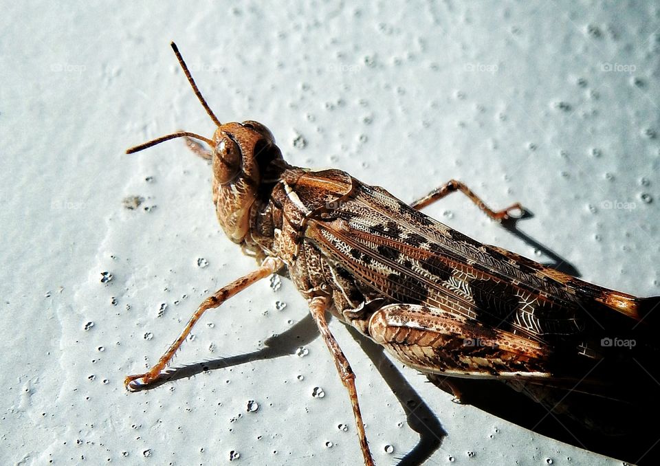 Grasshopper on wall