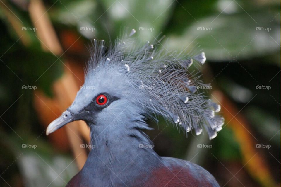 Blue bird with red eye