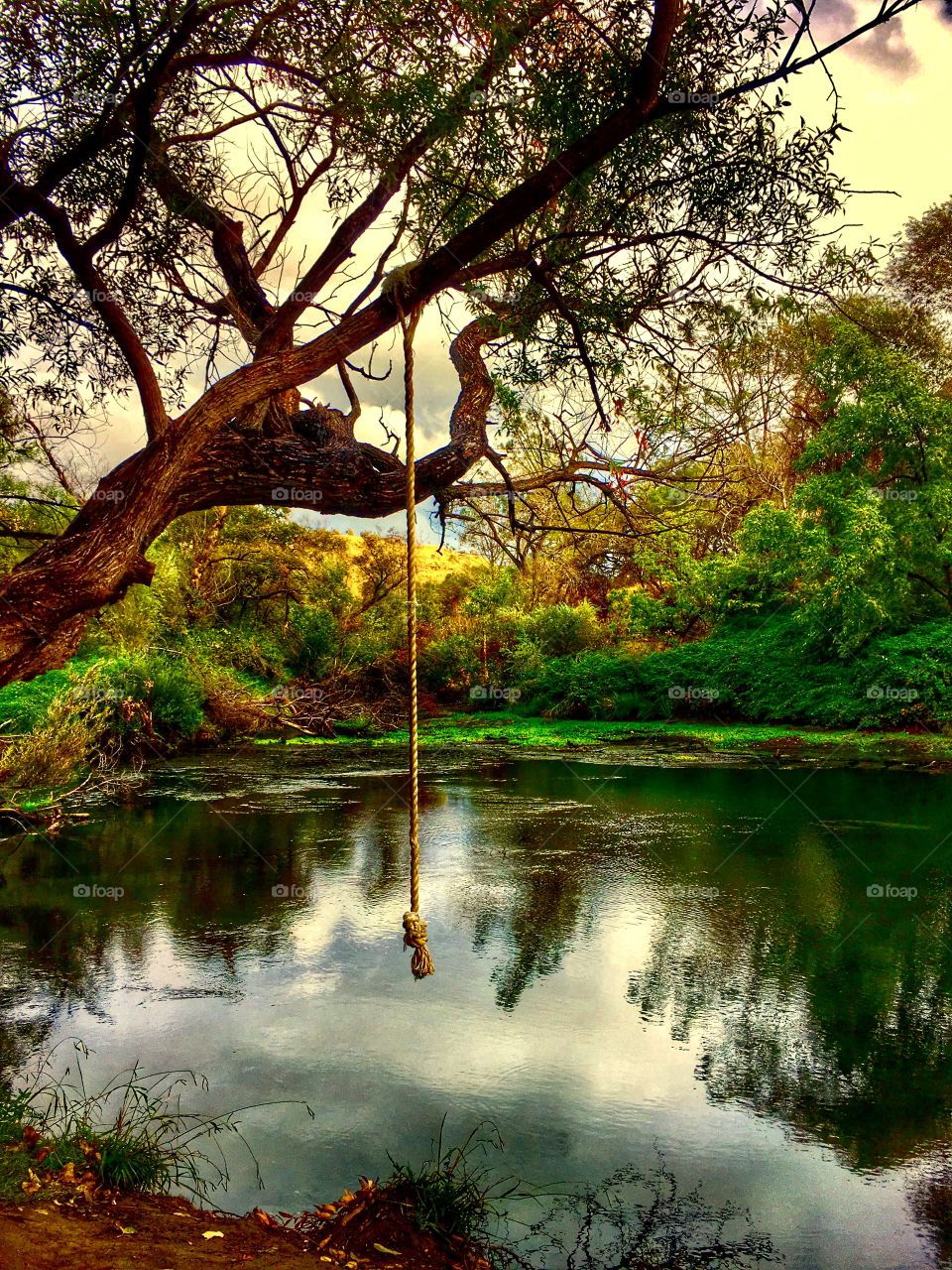 Rope hanging on tree