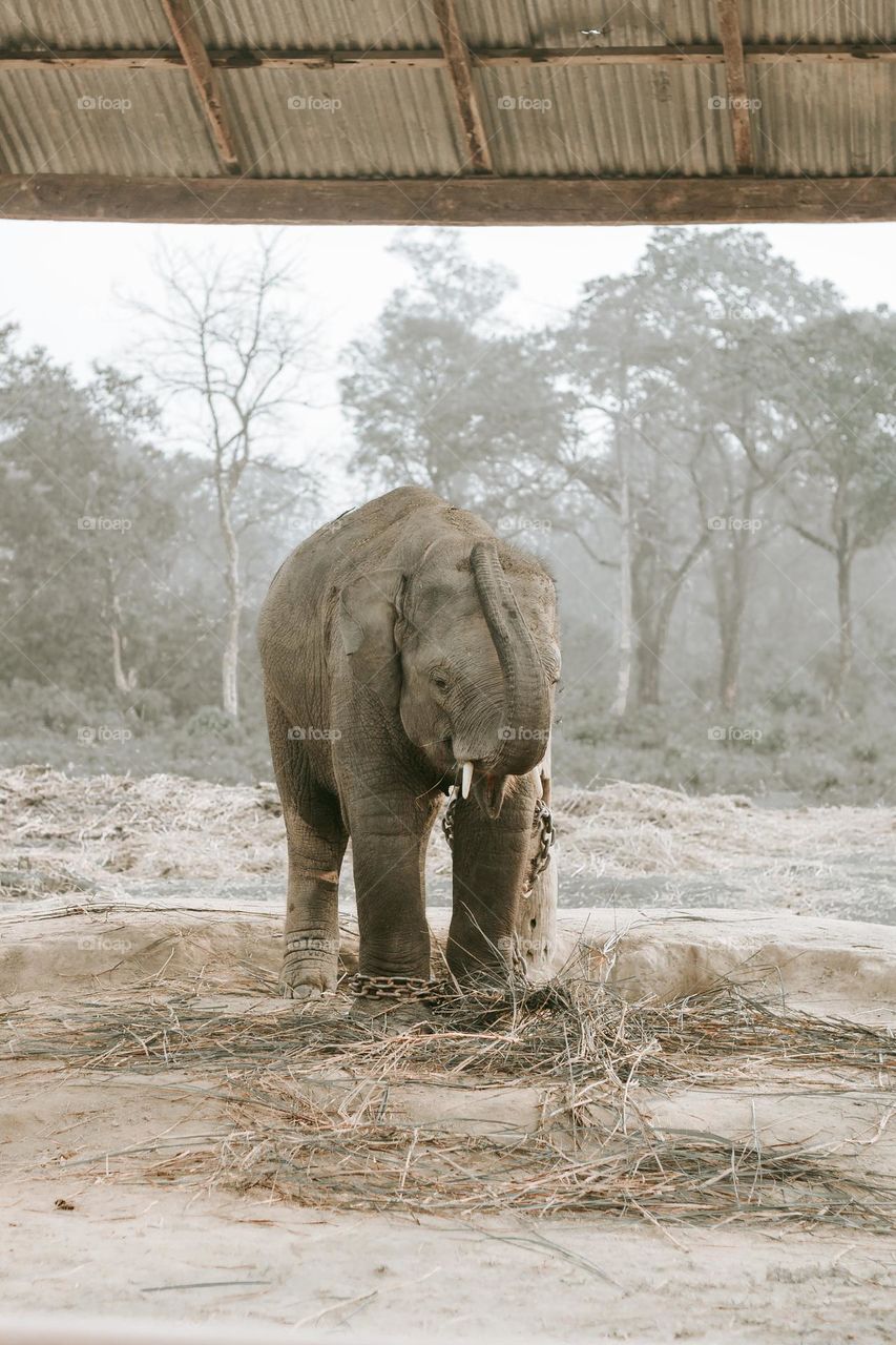 Elephant breeding center, Chitwan Nepal 🇳🇵