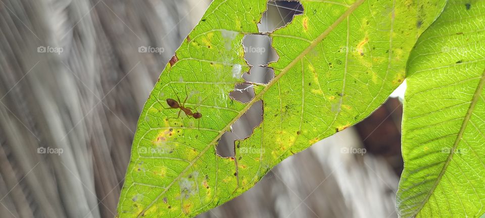 Ant in leaf beautiful