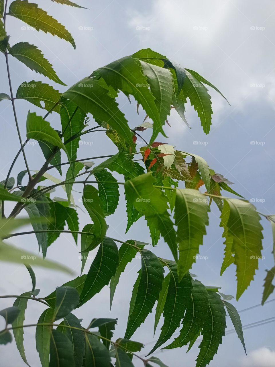 Neem Tree Nature 🌿