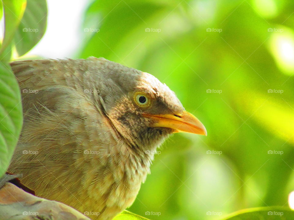 Jungle babbler bird or (Turdoides striata) or beautiful seven sisters or angry bird
