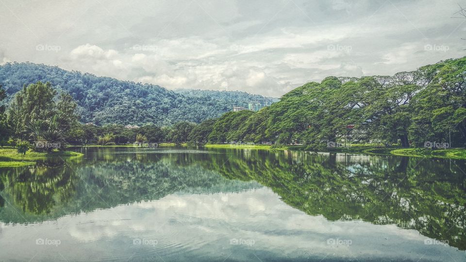 Reflection of trees in lake