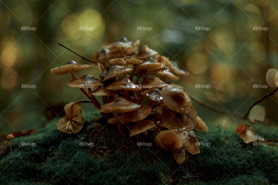 Mushrooms in a autumn sunny forest