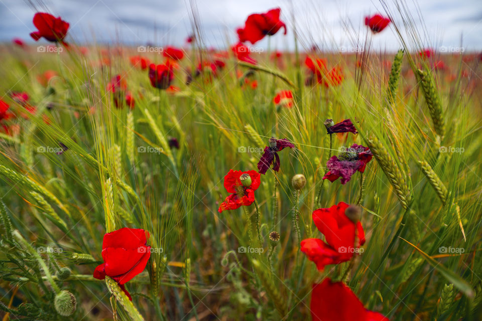 Poppy field