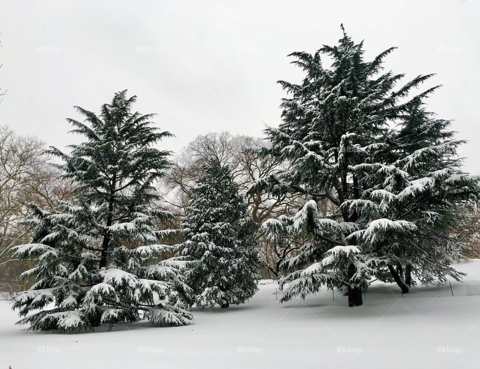 Snow Fall in Central Park, New York City 